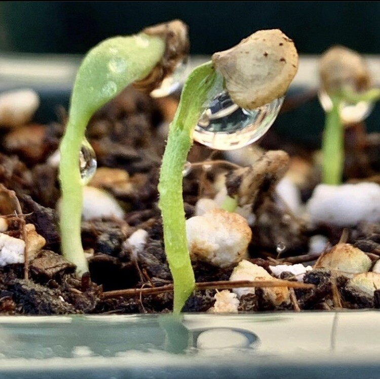 Random Bonchi Pepper Bonsai Plant Seeds “Ten Seeds” Habanero Reaper Ghost