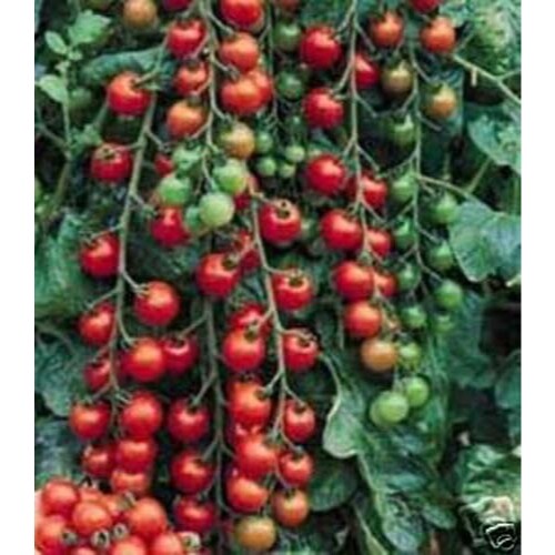 Tomato Small Cherry Basket Pack Garden Heirloom By Seed Kingdom 100 Seeds