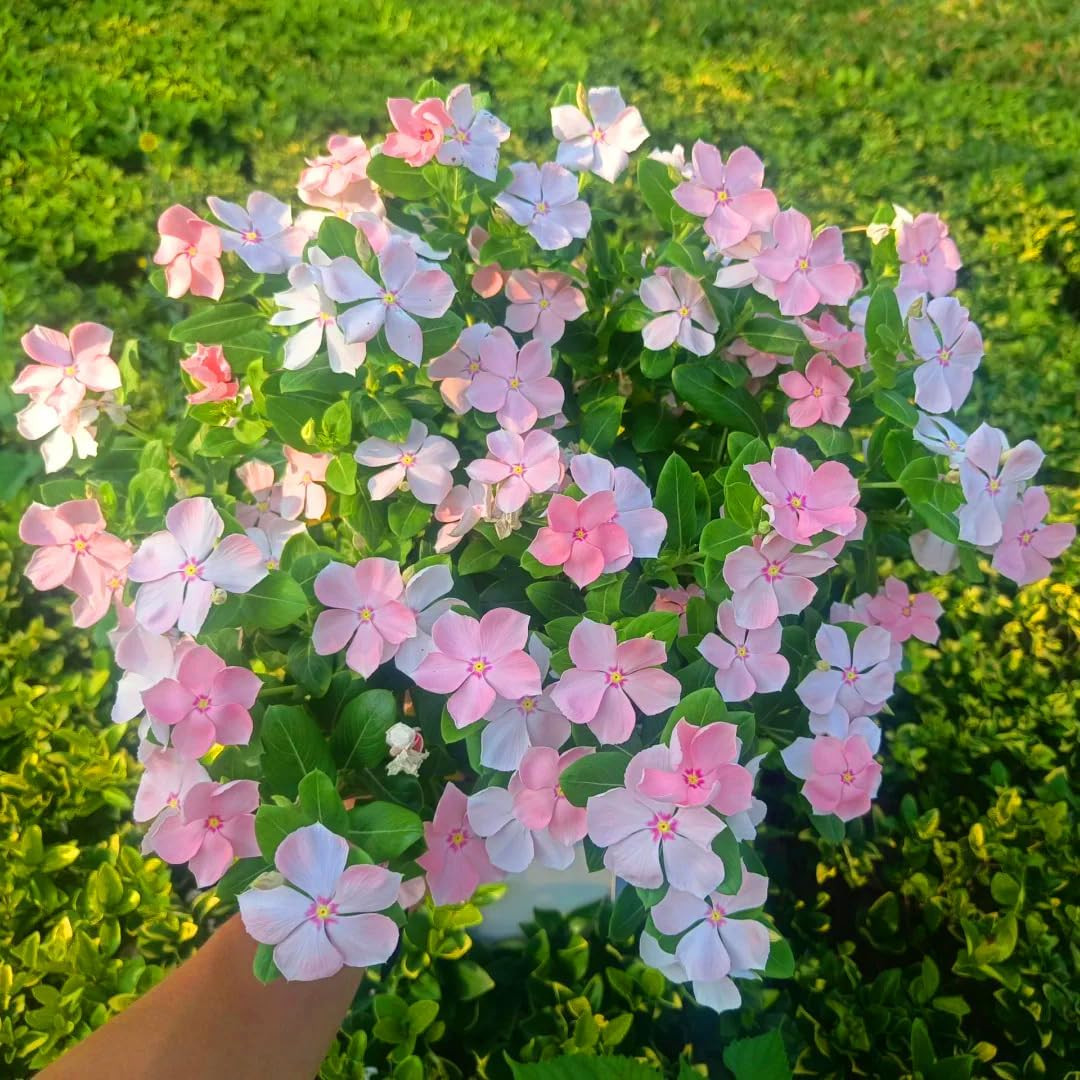 Madagascar Periwinkle Seeds for Planting, 1000Pcs Rare Perennial Periwinkle Flow