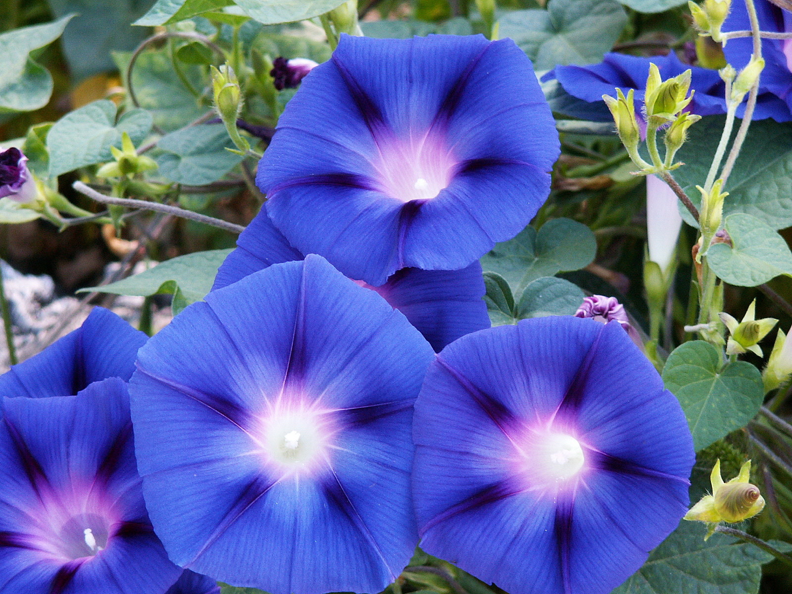 70+MORNING GLORY Mix Flower Seeds Wildflower Climbing Flowering Vine Container