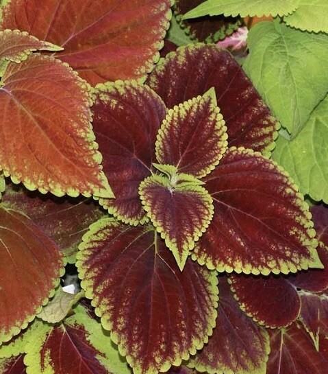 COLEUS Rainbow Mix | 500 Seeds | Shade Garden Container Houseplant Groundcovr US