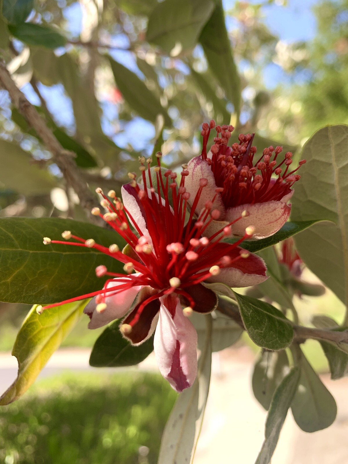Feijoa Sellowiana, Pineapple Guava – 40 Seeds 2023 – USA