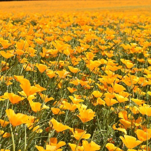 Classic Orange California Poppies Eschscholzia californica Fresh Ready To Plant