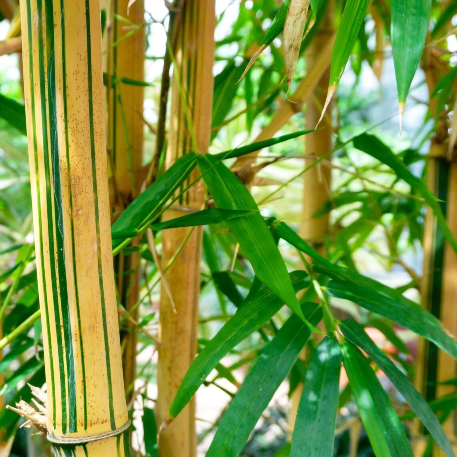 100 Green Stripped Bamboo Seeds Perennial Seed Ornamental Privacy US SELLER