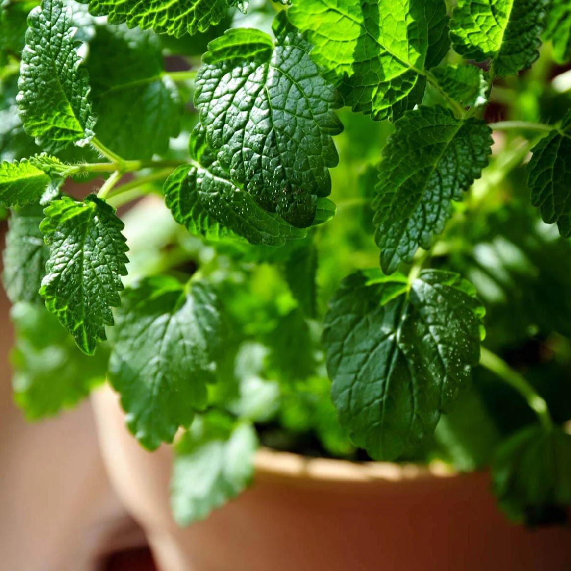 Lemon Balm Seeds | Herb Garden Vegetable Non GMO Basil Citrus Tea Mint Seed 2024