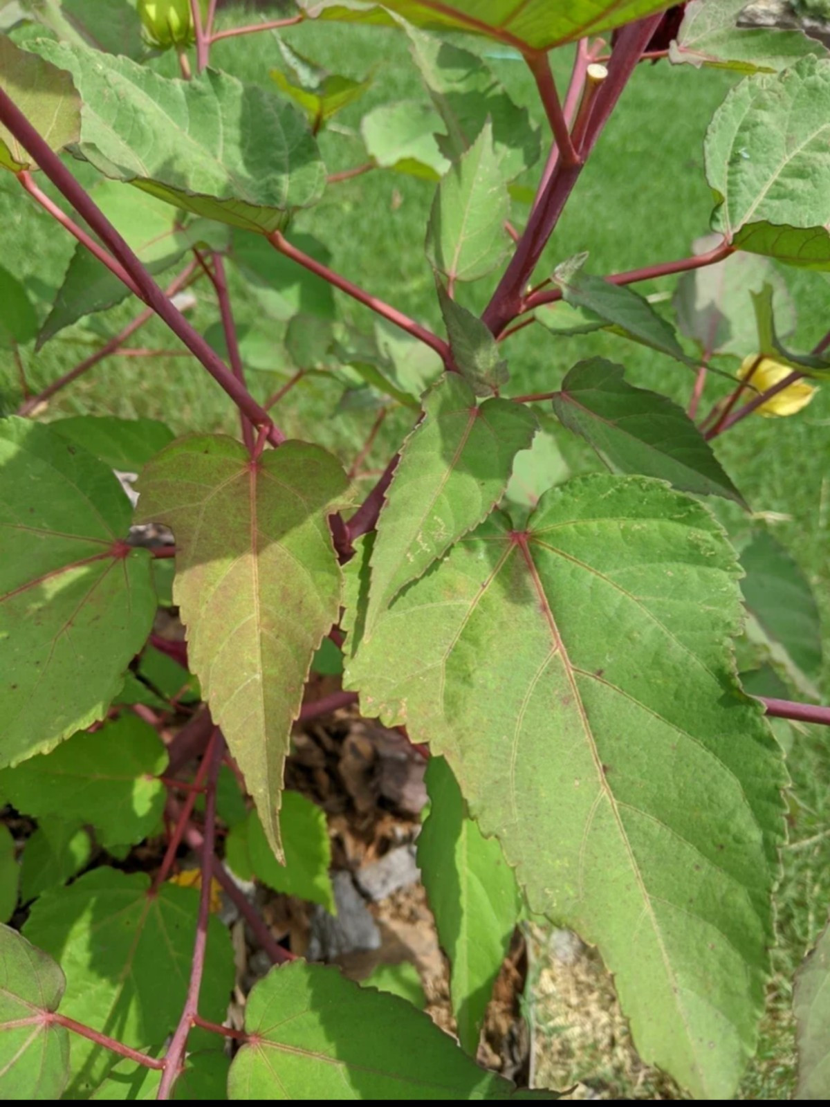 Cold Hardy Red Hibiscus, 15 seeds