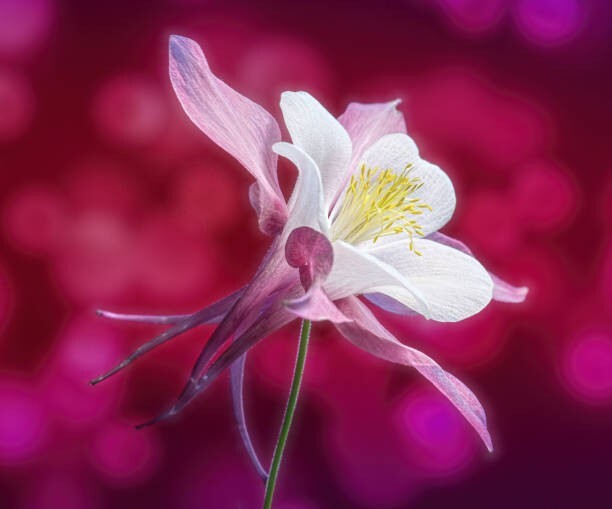 50 to 1000 Columbine Flower Seeds – Tyrian Purple Plum Color