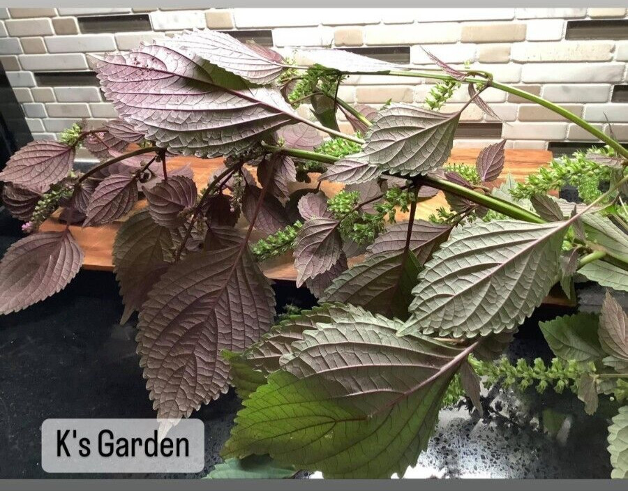 SHISO, PERILLA, ZISU SEEDS, HẠT TÍA TÔ (700+ pcs)