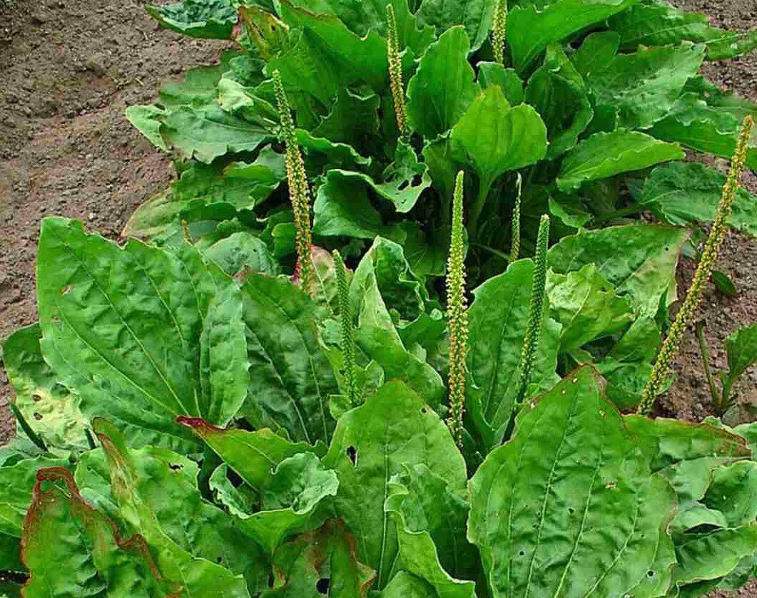 200+ Broadleaf Plantain Seeds Plantago Major Medicinal Plant Waybread Greater