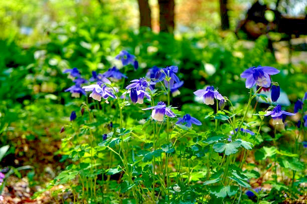30 BLUE ROCKY MOUNTAIN COLUMBINE SEEDS | SALES FREE SHIPPING NON GMO
