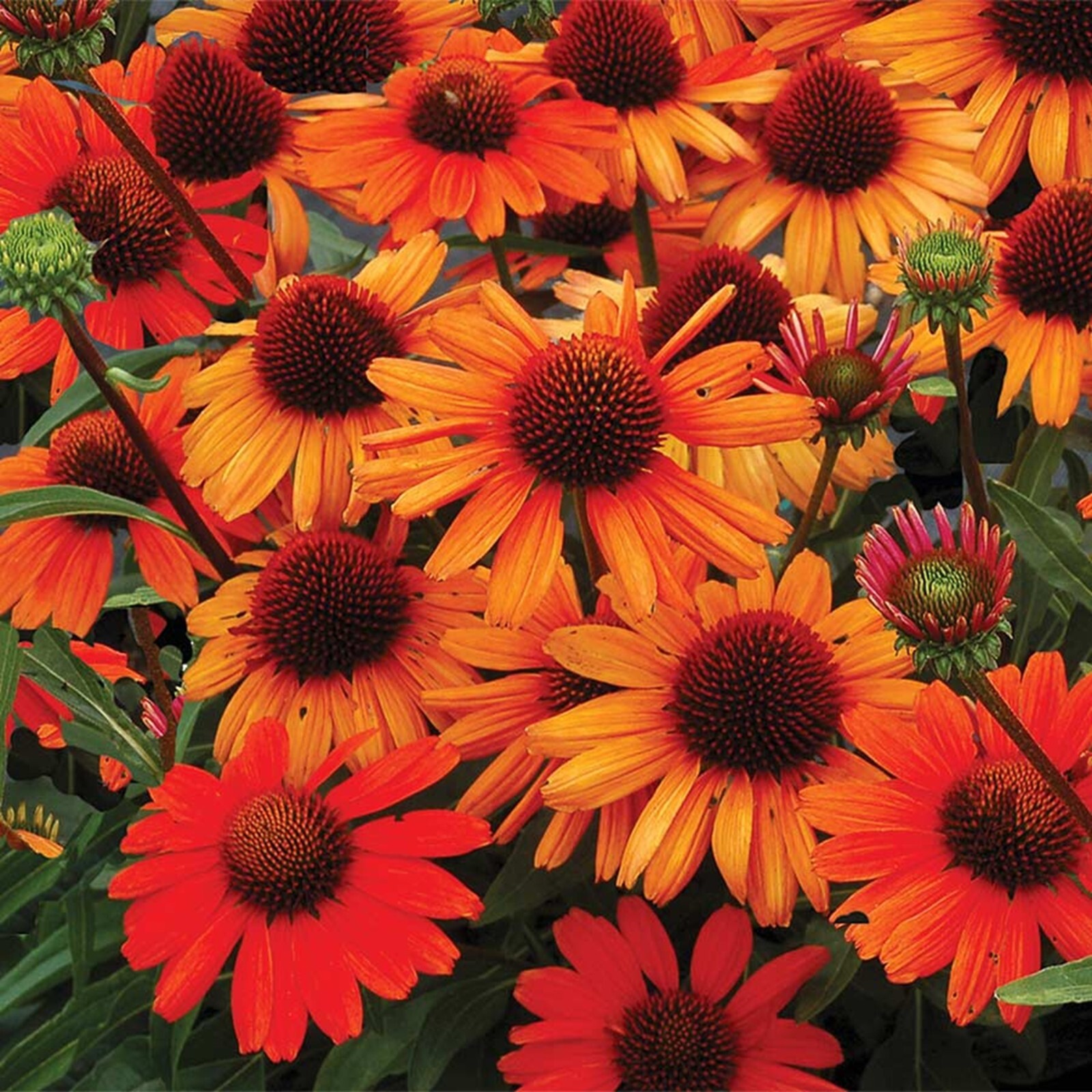 50 Bright Orange Coneflower Seeds Echinacea Perennial Flower Flowers US SELLER