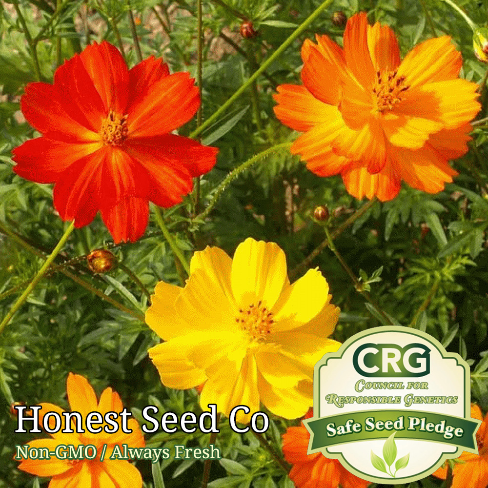 Bright Lights Cosmos Seeds | Non-GMO Annual Garden Flower Seeds USA