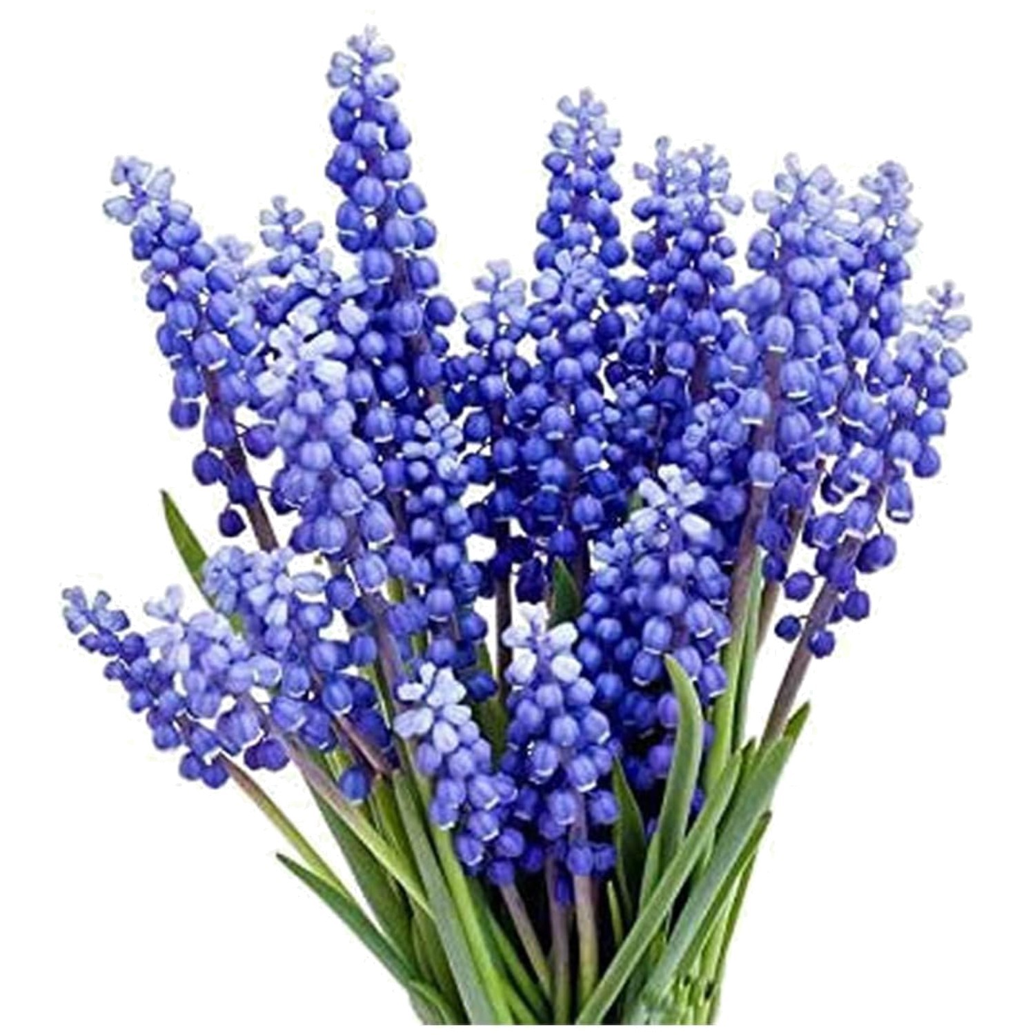 Quality Grape Hyacinth Bulbs – 15 Pack for Effortless Spring Gardening