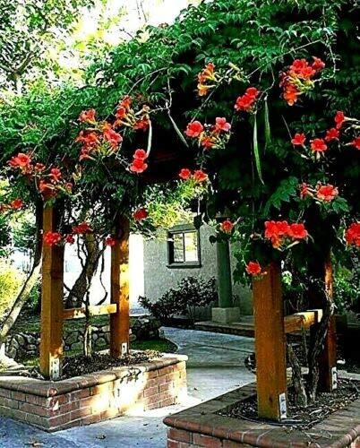 Dark Red Hummingbird Trumpet Vine Seeds Hardy Hummingbirds Love It jocad (20 See