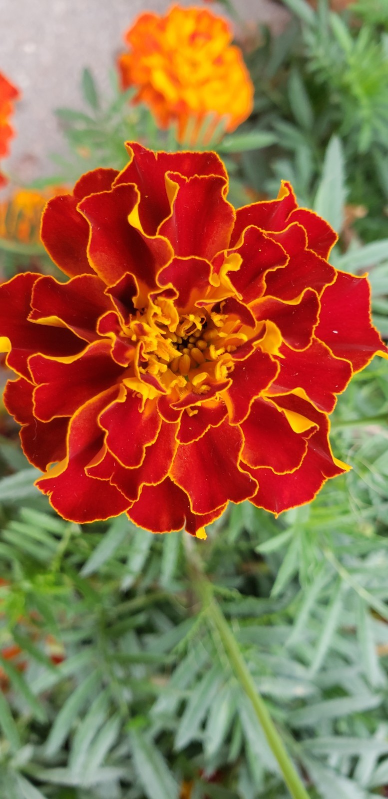 Sparky Mix Dwarf Marigold (200+ seeds) – drought tolerant and easy to grow!
