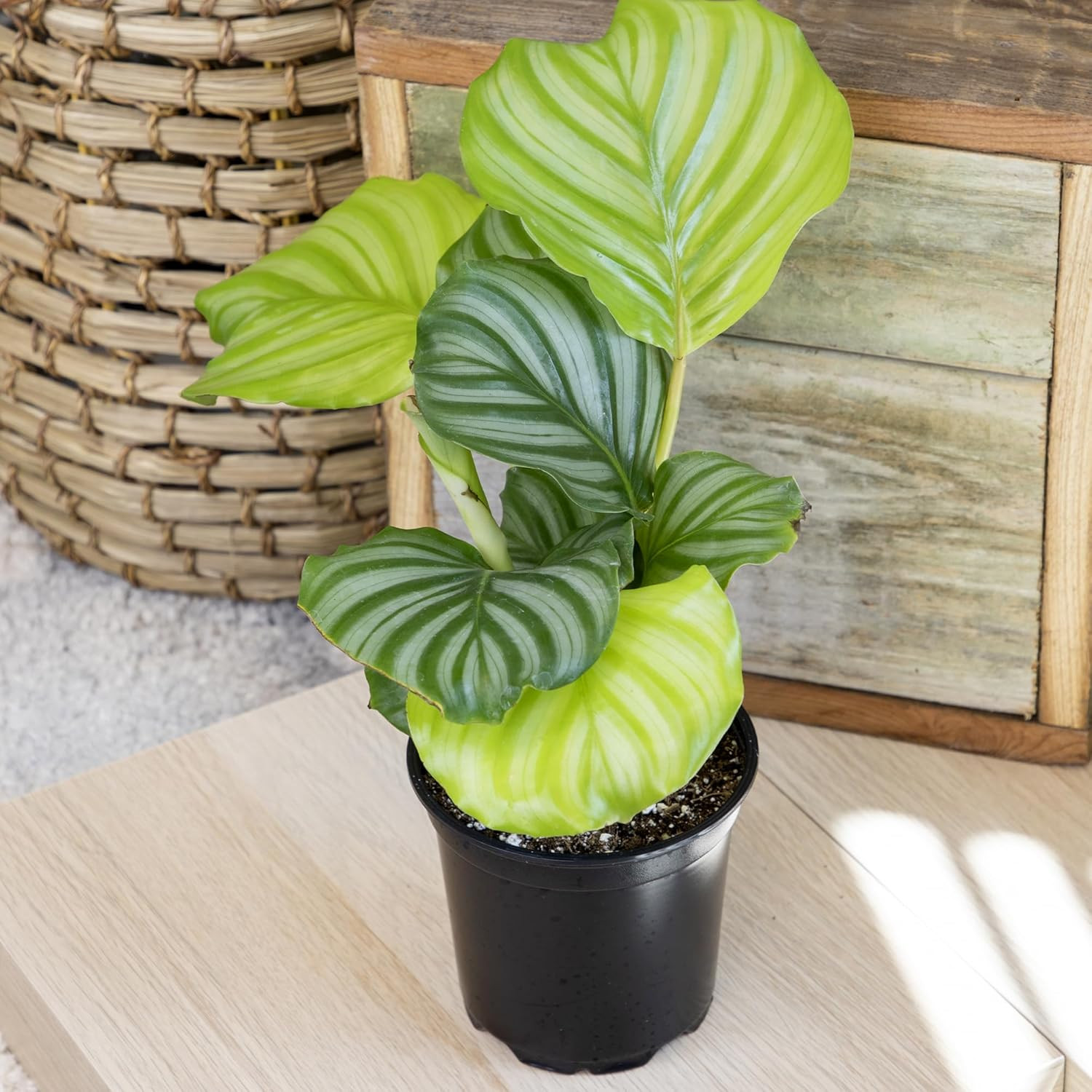 Live Calathea Houseplant (4 Pack), Pet Safe Plants for Cats & Dogs, Makoyana, Ra