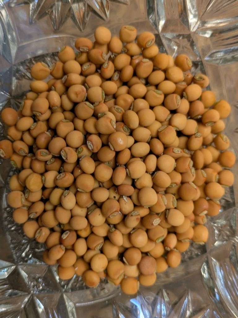 25 PIGEON PEA Seeds (Cajanus cajan) | NON-GMO | Organic I Free Shipping