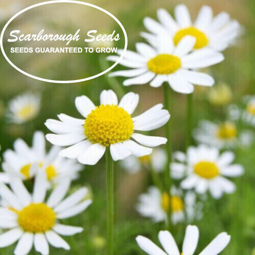 SCARBOROUGH SEEDS ROMAN CHAMOMILE 1000 SEEDS GROUNDCOVER EDIBLE LANDSCAPING LAWN