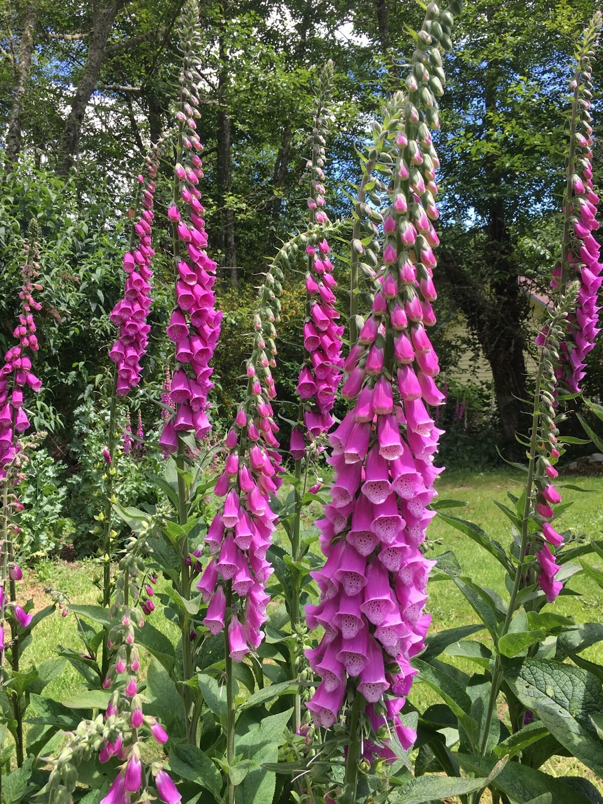 Pacific NW Giant Foxglove Mix 20,000 Seeds Digitalis Purpurea *Shelley