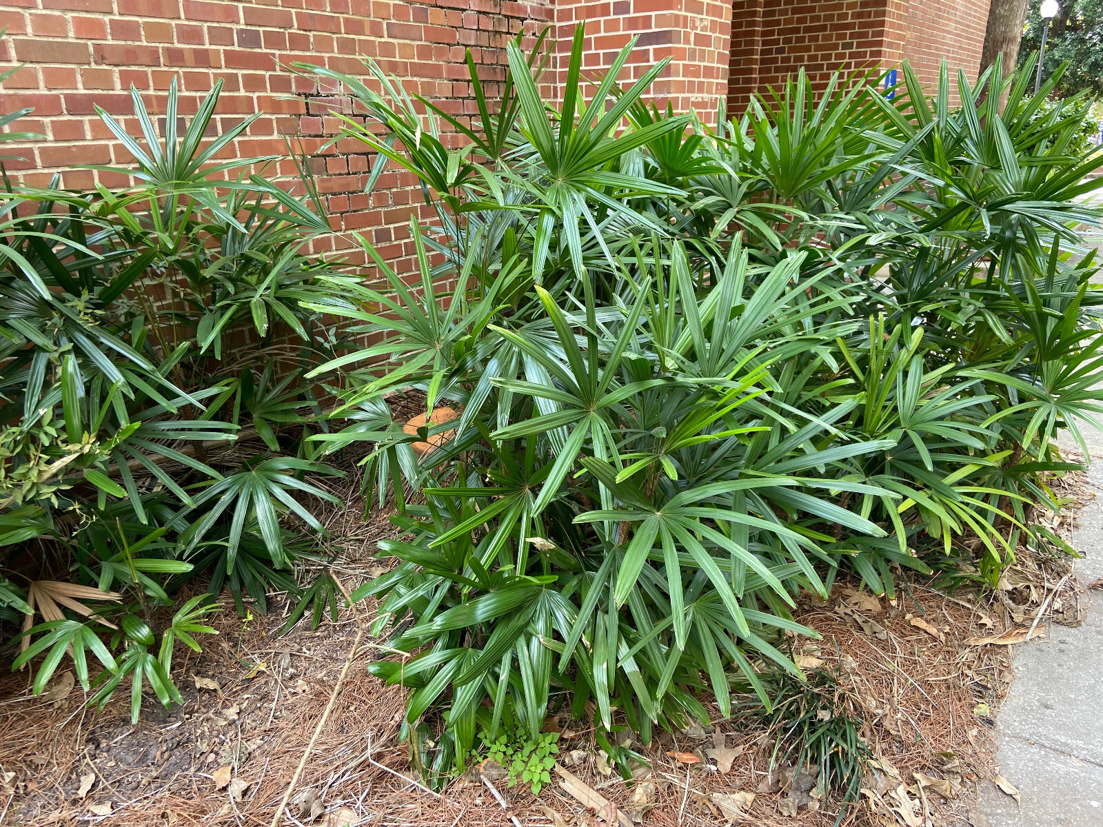 Rhapis excelsa Seeds. Lady Palm. Cold-Hardy!