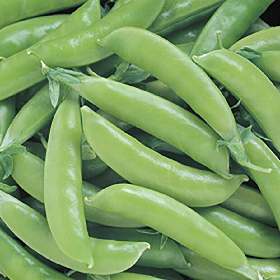 SCARBOROUGH SEEDS Peas, Super Sugar Snap, 25 Seeds Non-Gmo, Heirloom , USA