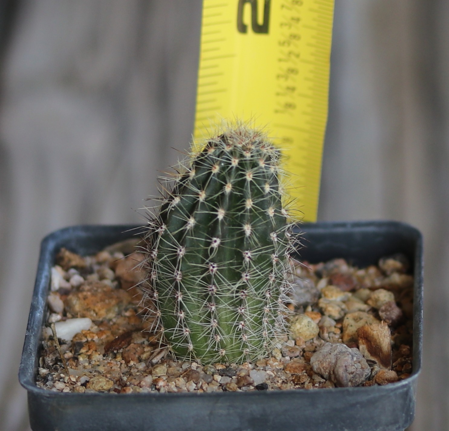 Echinopsis hybrid ‘Mike’