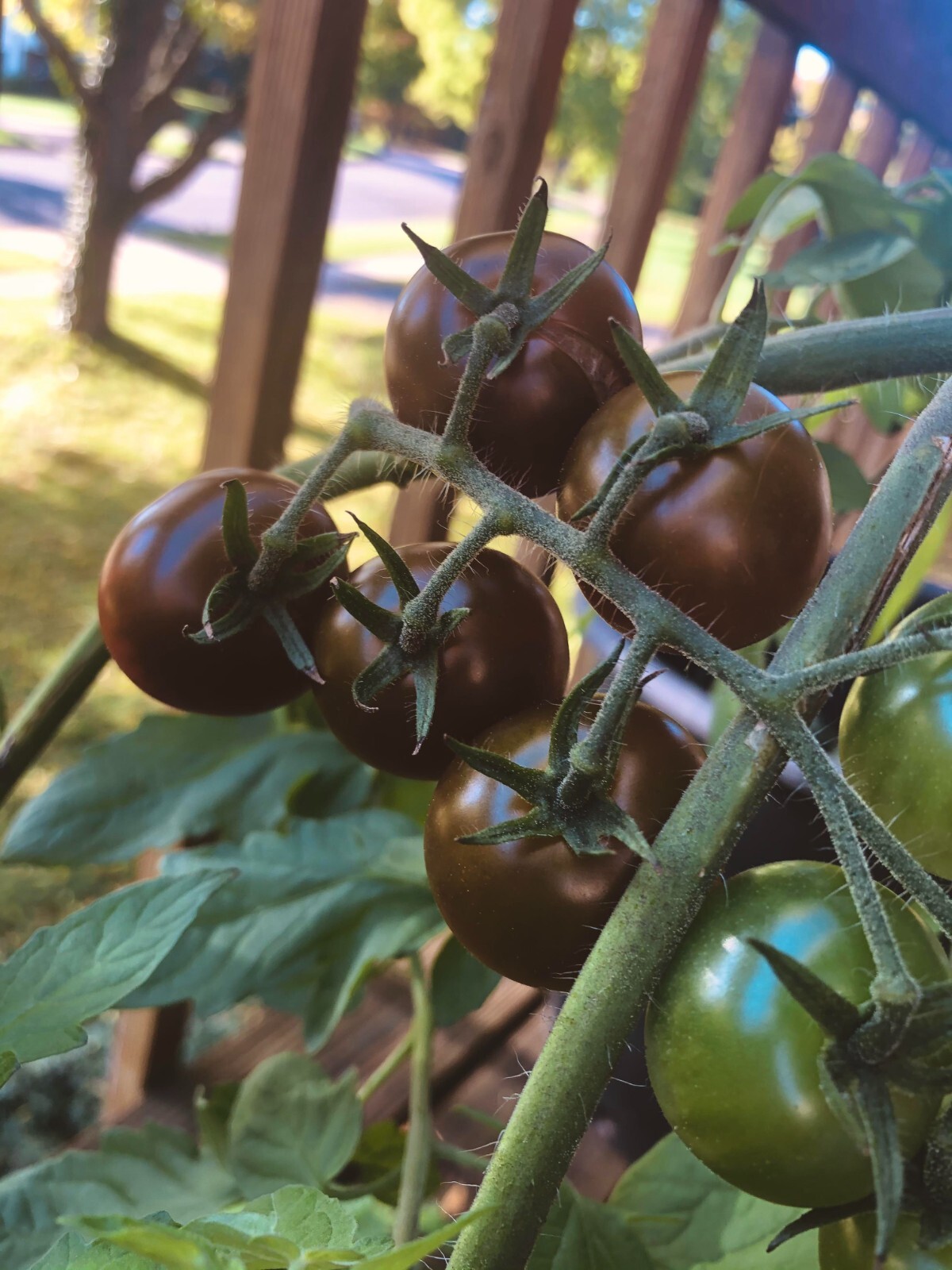30+ Chocolate Cherry Tomato Seeds – Super Sweet – Heirloom – Organic —- RARE