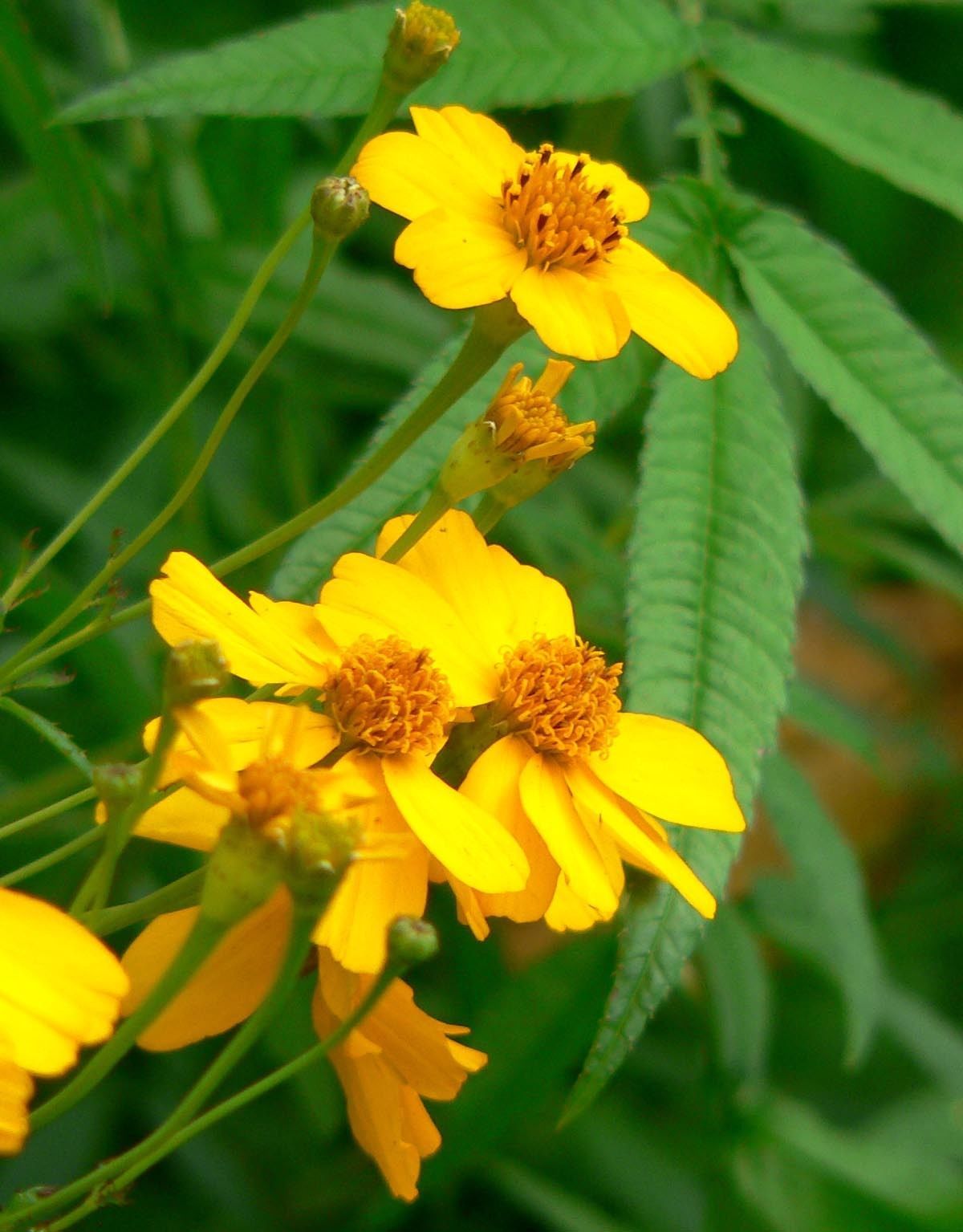 marigold, MEXICAN MINT, herb spice 75 seeds! GroCo US USA*