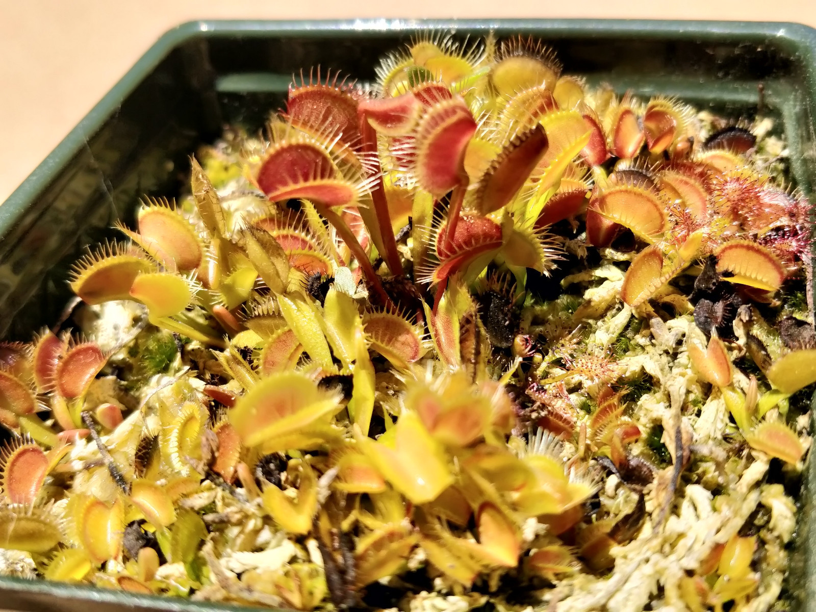 20 freshly harvested(2023 July)assorted named cultivar cross Venus Flytrap seeds