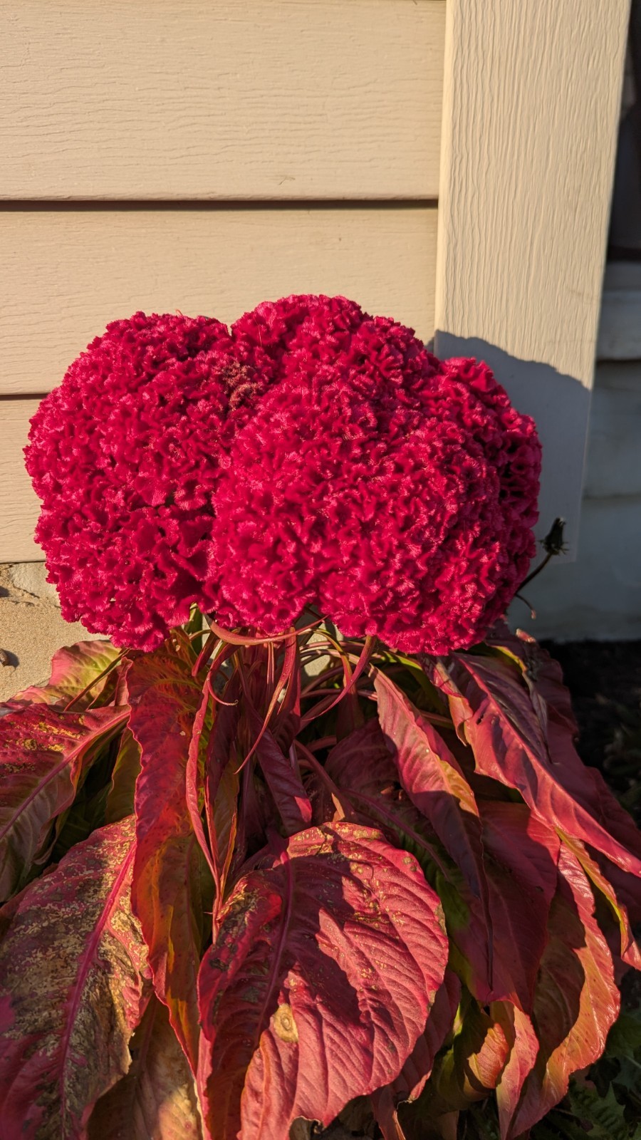 200+ Heirloom Giant Cockscomb seeds Magenta Celosia seeds Flower Seeds