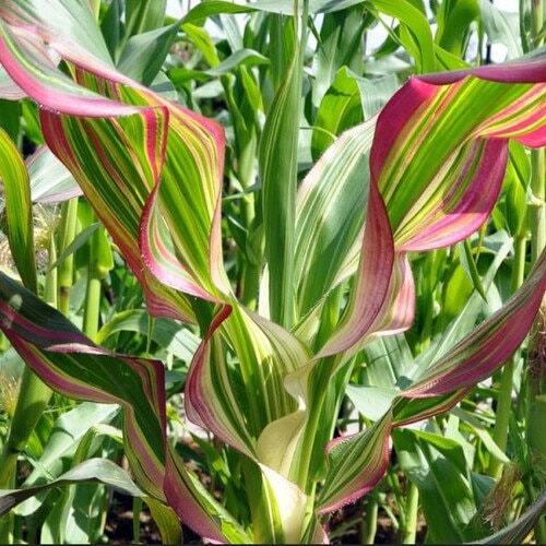 Zea Japonica Variegated Seeds ~ Japanese Corn ~ Ornamental Maize ~ Plants ~