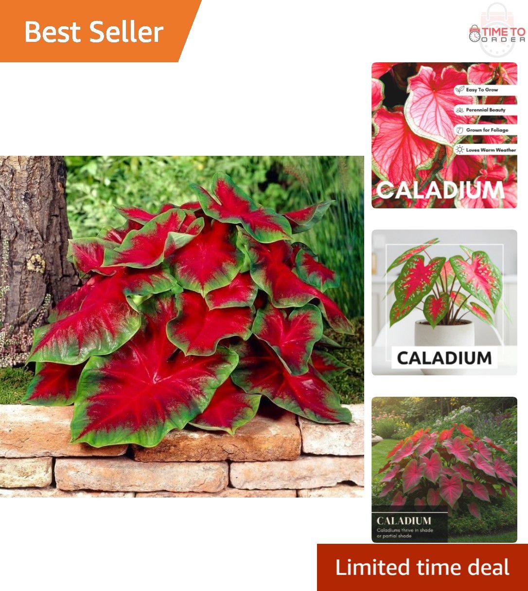 Caladium Bulbs Tropical Color Heart-Shaped Elephant Ears Garden Planting
