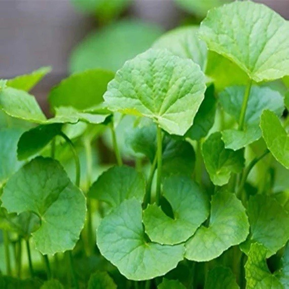 Indian Pennywort, Centella Asiatica, Gotu Kola, Rau Má – 12 bareroot plants