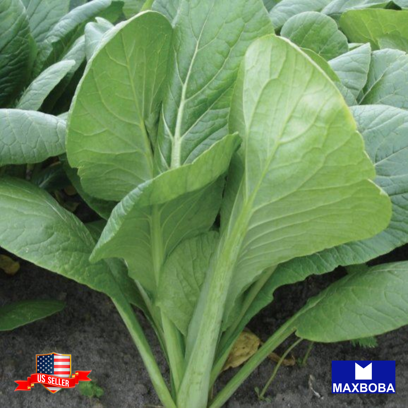 Yu Choy Sum Seeds Jung Green Non-GMO Heirloom