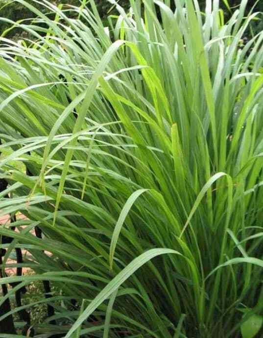 Lemongrass Seeds – Organic & Non Gmo – Heirloom Seeds – Lemongrass Seeds