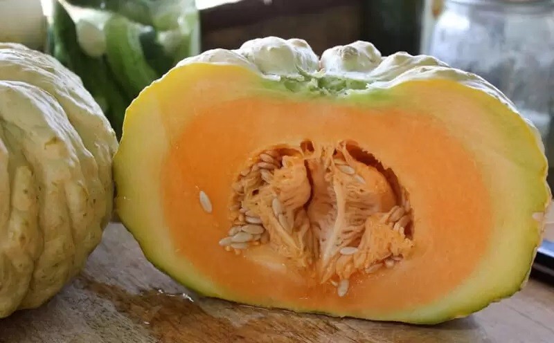Prescott Fond Blanc Melon 20 – 200 Seeds Cantaloupe Fragrant Flavorful Heirloom