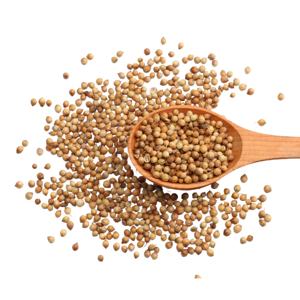 Cilantro Herb Seeds For Planting (Coriandrum sativum)