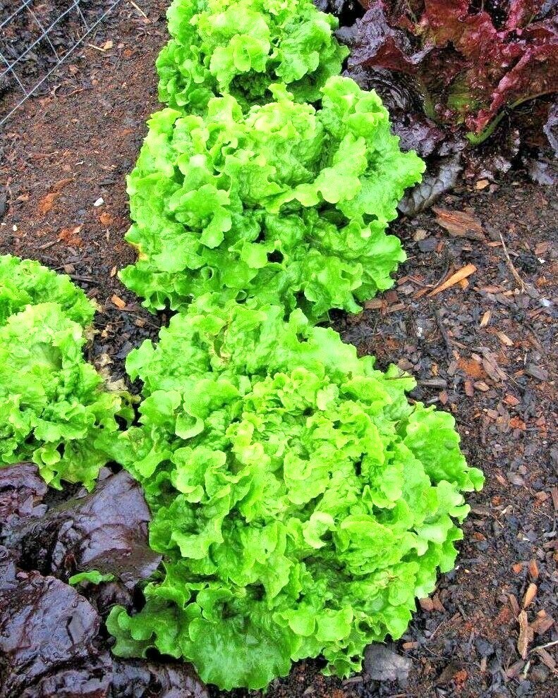 600+GREEN ICE Lettuce Seeds Organic Vegetable Spring Fall Garden Container Easy