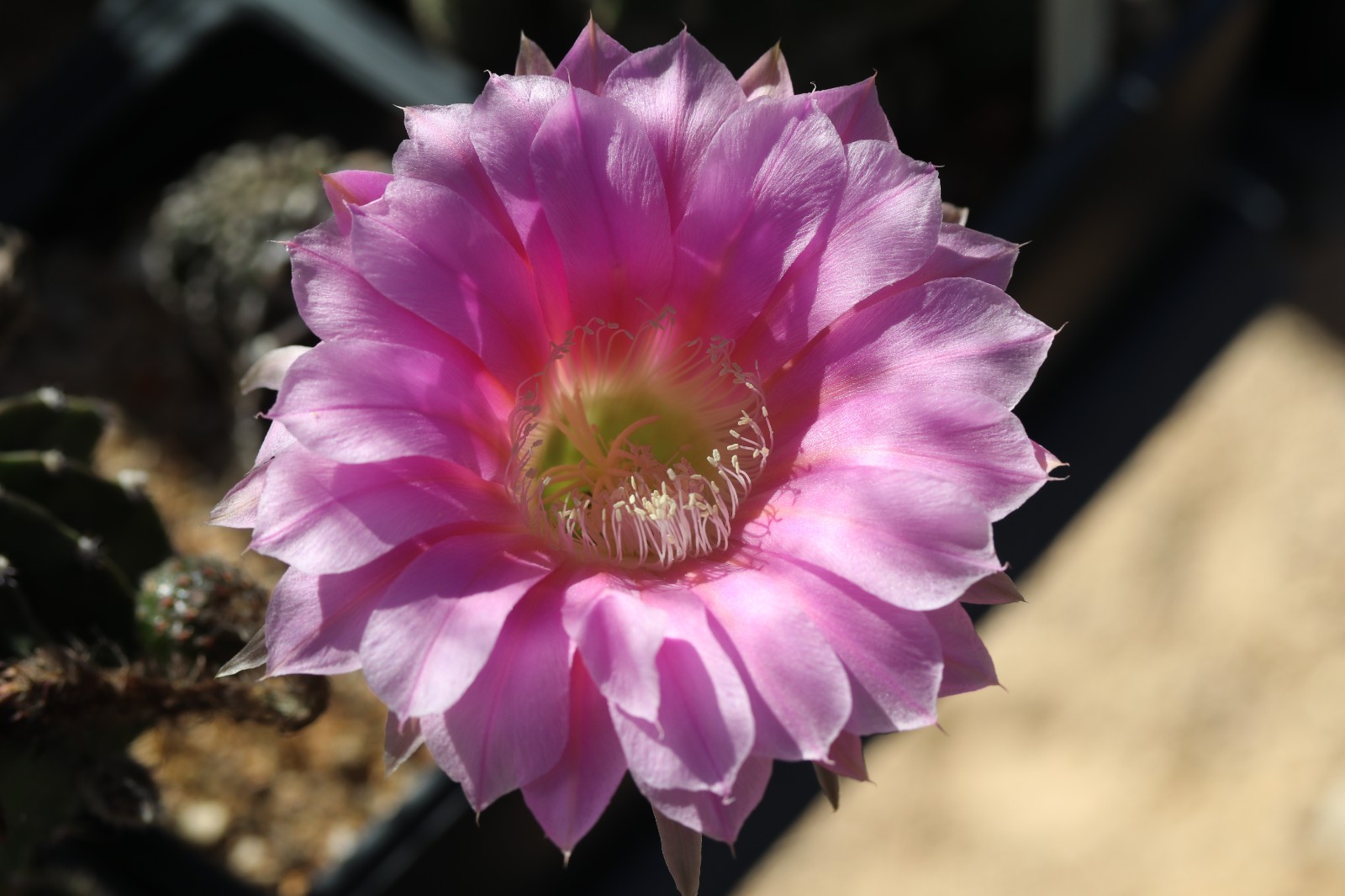 Echinopsis hybrid ‘Pink Too’