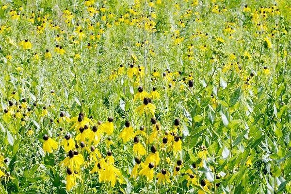 Ratibida pinnata | Grayheaded Coneflower | Pinnate Prairie Coneflower | 10 Seeds