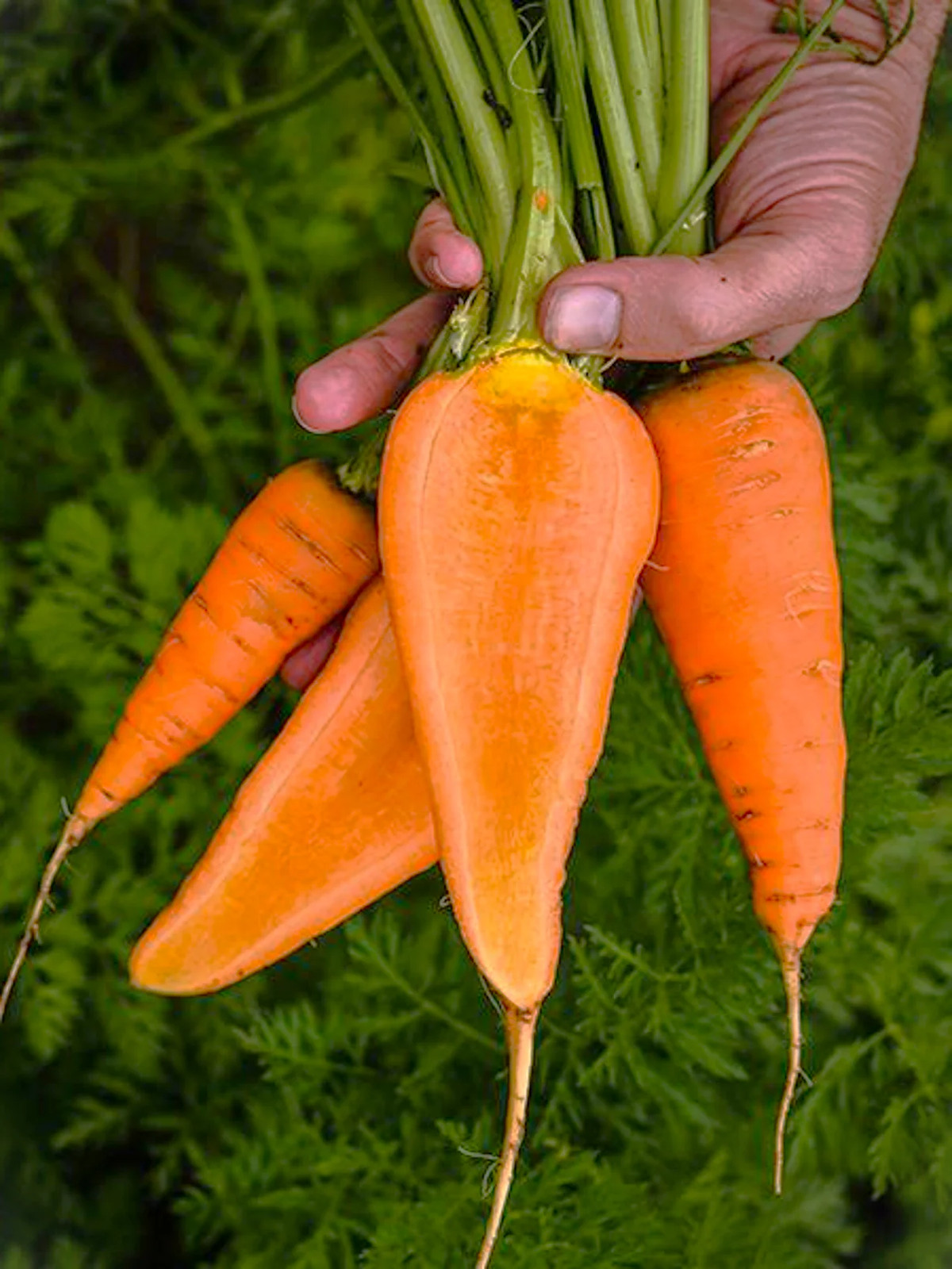 Chantenay Red Cored Carrot Seeds | Non GMO Growing Planting Root Vegetable 2024