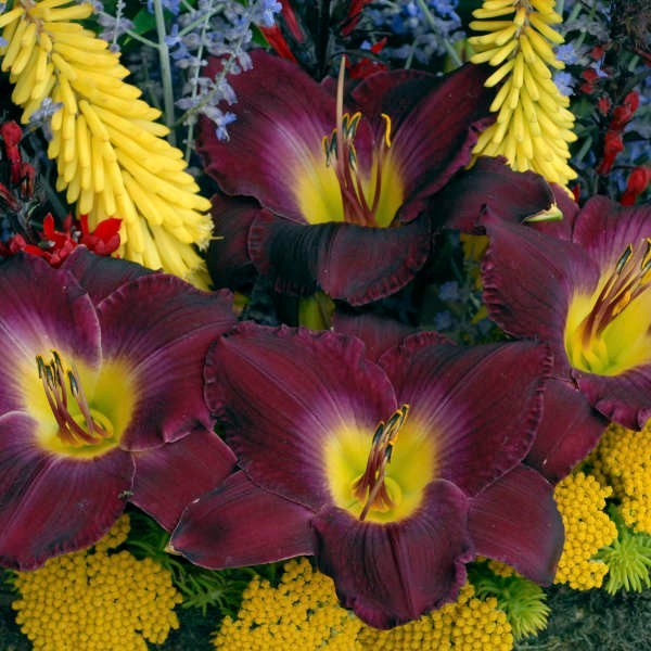 1 DAYLILY STRUTTER’S BALL BareRoot Bulb Plant PERENNIAL Reblooming Hemerocallis
