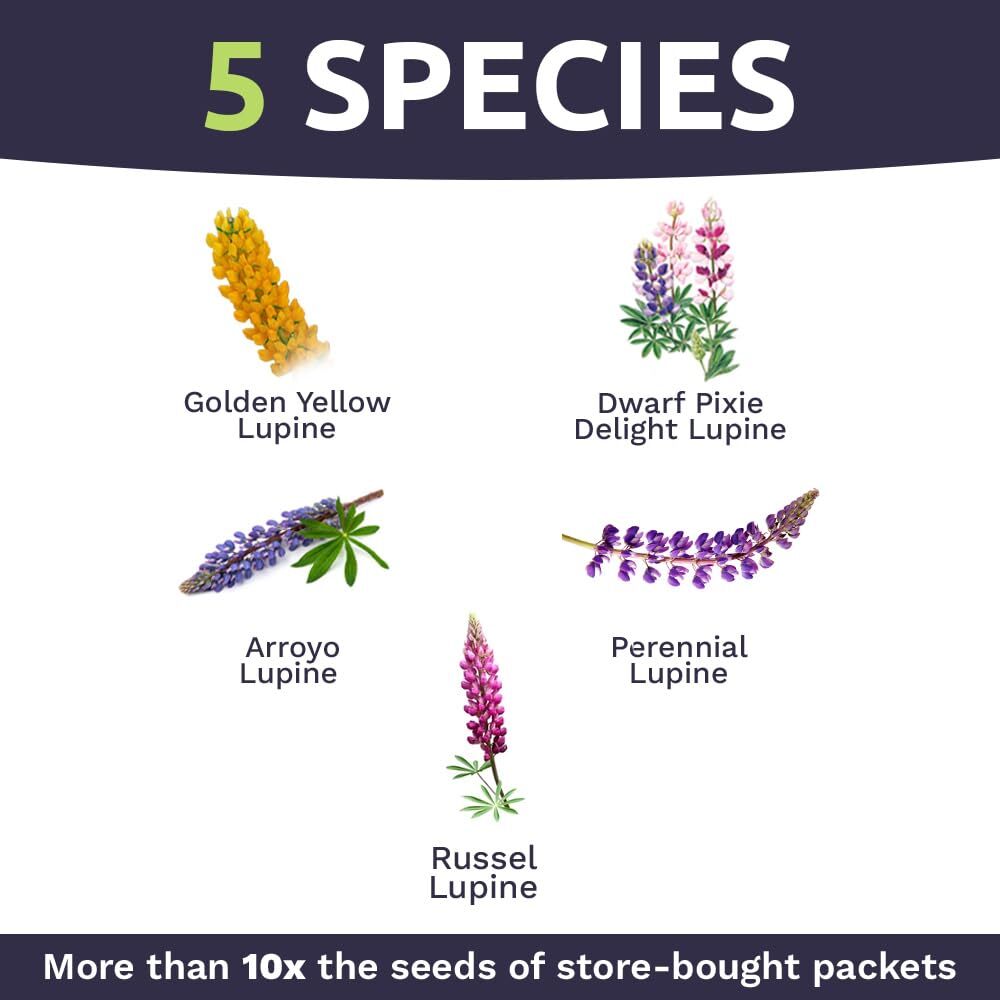 Bulk Lupine Mix Wildflower Seeds 1/4 Pound 4500 Untreated Annual Perennial