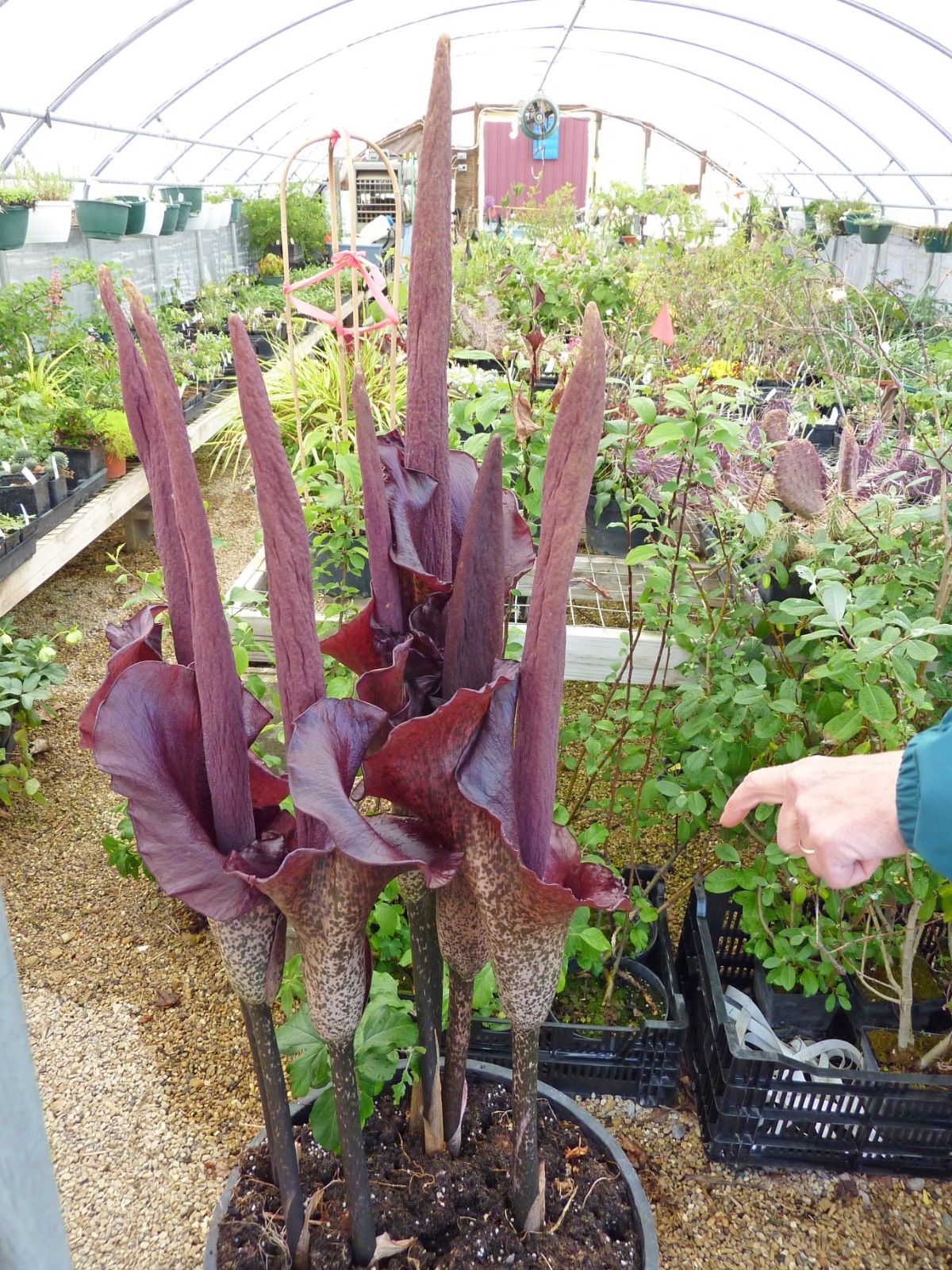 1 LB 4 OZ AMORPHOPHALLUS KONJAC “GORDON’S GOLD” 4.5 INCH BULB VOODOO LILY TUBER