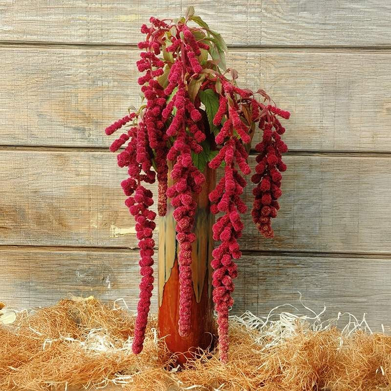 Amaranthus Dreadlocks Organic 100 Seeds