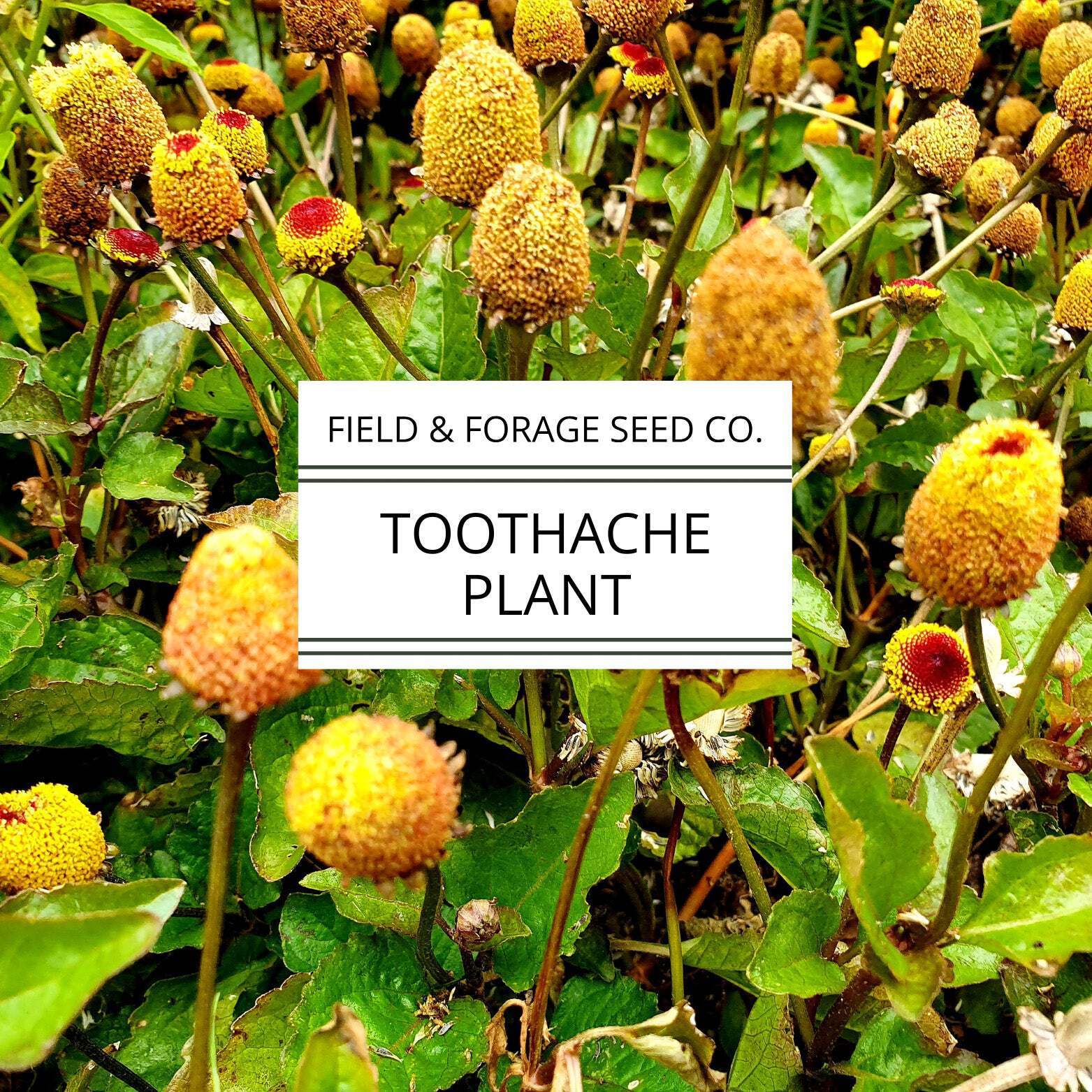Toothache Plant | Acmella oleracea | Natural Numbing Herb | Medicinal & Ornament