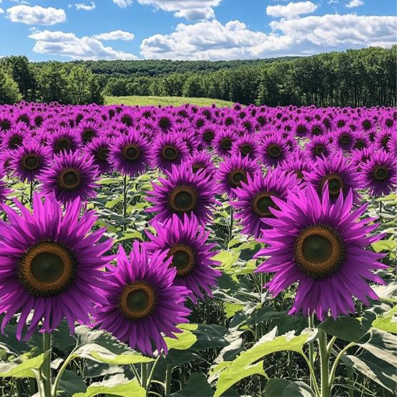 50 PCS Purple Sunflower Seeds – Field ‘Violet Glow’