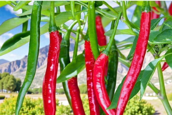 Cayenne Long Thin Pepper Seeds | Heirloom / Non-GMO
