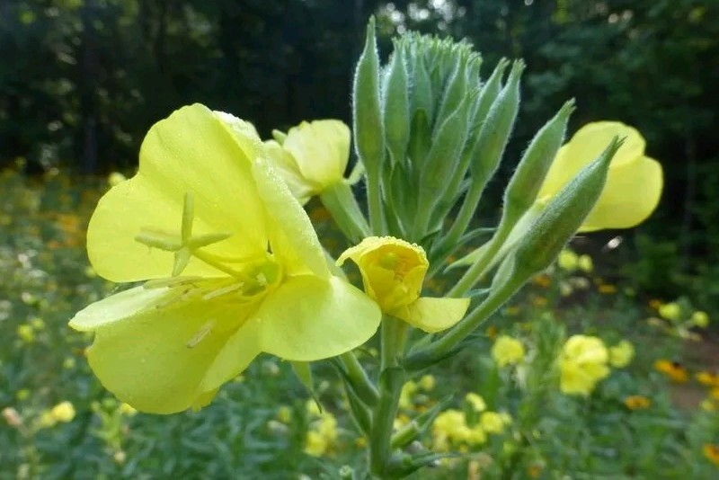 Evening Primrose (Oenothera biensis) SEEDS