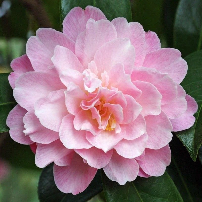 20+ Mixed Camellia Seeds for Planting-Camellia Shrub Impatiens Balsamina Flow…